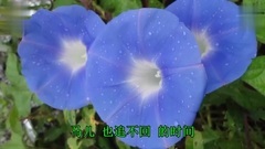 思念母亲