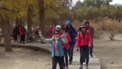 额济纳 胡杨林