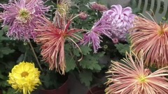 五彩菊花