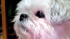 犬のうた ~ありがとう~