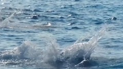 蓝水豚音盛宴