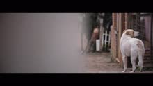 Voz do Morro (Videoclipe)