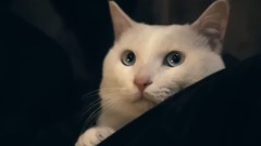 盗心贼