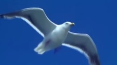 水兵的情怀