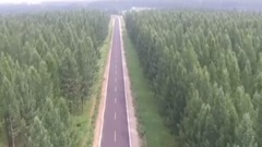 绿色恋歌