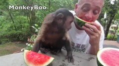 Monkey Loves Watermelon