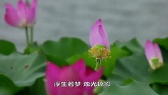 荷风牡丹亭