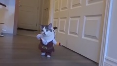 CATS in Ridiculously Adorable COSTUMES Funny Pets