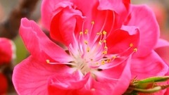 一树桃花开