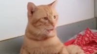猫咪
