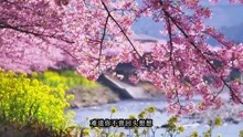 野百合也有春天