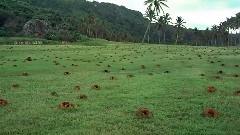Amazing Migrations 2