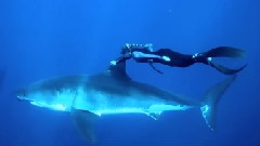 A Blonde And A Great White Shark