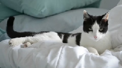 The Hard And Soft Truth About Dry Cat Food
