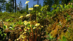 Norway Wizard Of Oz