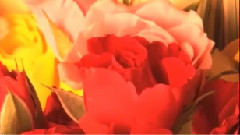 Garden Of Roses