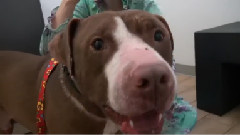 A Sick Homeless Pit Bull Gets Rescued & Makes Inspiring Transformation