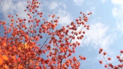 The Tree