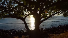 Shores Of Love