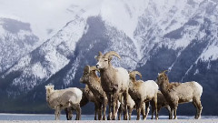Banff Frozen In Time