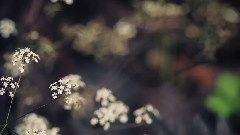 秘密花园(Secret Garden)