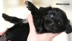 Cutest Puppy Ever Being Held!