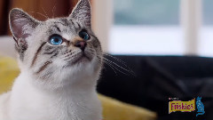 A Cat's Mind