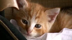 Cats In