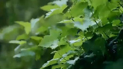 知音