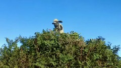 保护大树