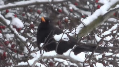 Magic