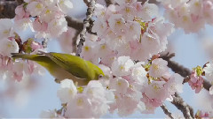 White Eye With Cherry Blossoms