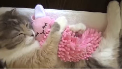 Cat And Her Plush