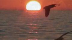 See The Sun   Aurosonic Remix