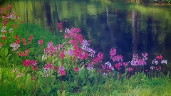 Richard Clayderman - Fur Elise