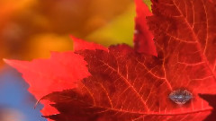 Autumn Color 2014