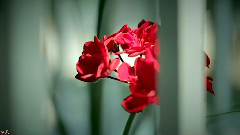Fascination