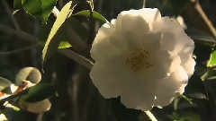 Sierra Madre
