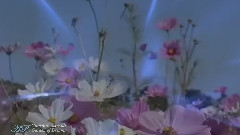 Garden Of Dreams