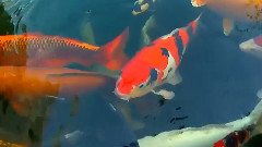 云水禅心
