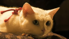 影视原声 - 我が道よ