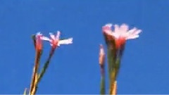 Trembling Blue Stars - All Our Tomorrows