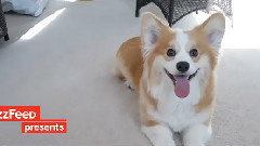 35 Corgis To Get You Through Your Day