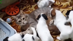 Cats Meeting Puppies For The First Time
