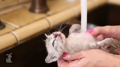 Which Kitten Is Cutest (Episode 4)