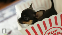 Funny Chihuahua Puppies Are Popcorn Puppies