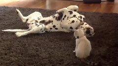 Dogs Meeting Kittens For The First Time