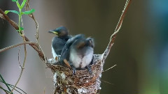 The Nest