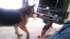 German Shepherd Puppy Playing With Dad
