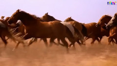 Bolero